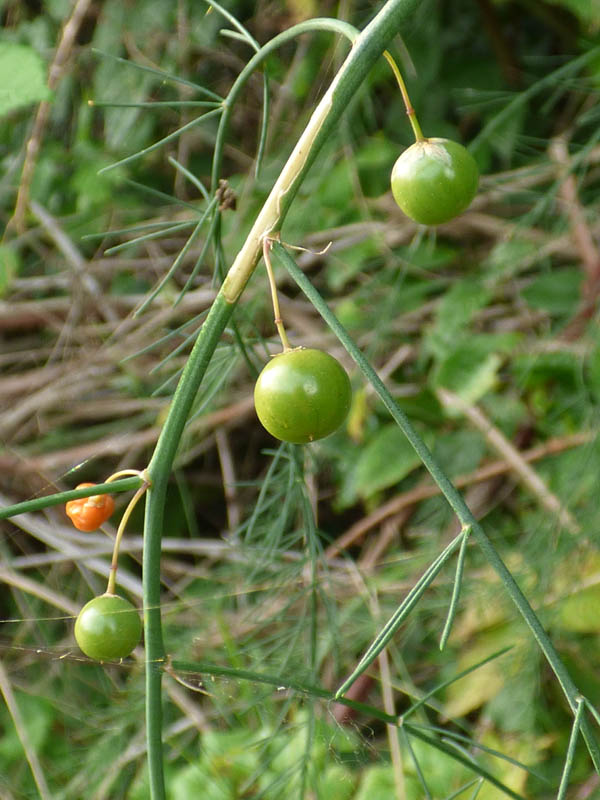 Asparagus officinalis